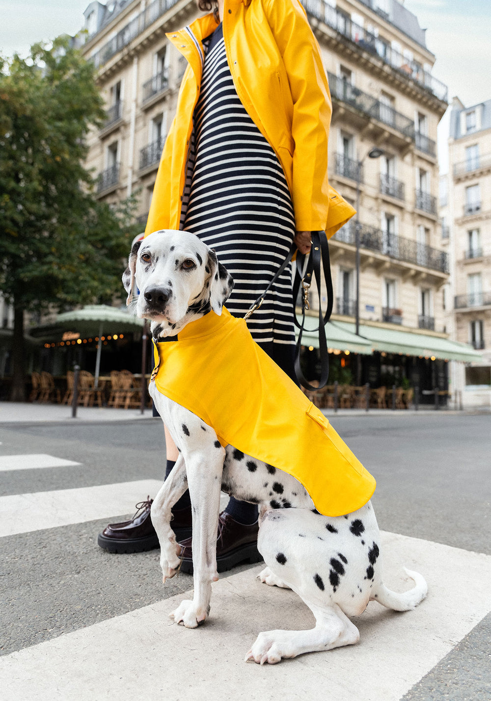 Toutouciré (JAUNE)
